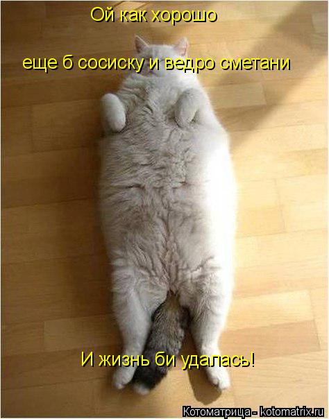 Ой как хорошо еще б сосиску и ведро сметани И жизнь би удалась!... Котоматрица: Ой как хорошо еще б сосиску и ведро сметани И жизнь би удалась!