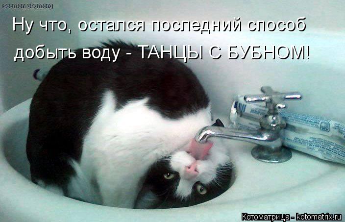 Котоматрица: Ну что, остался последний способ   добыть воду - ТАНЦЫ С БУБНОМ!