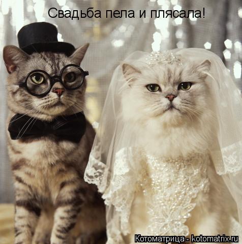 Котоматрица: Свадьба пела и плясала!