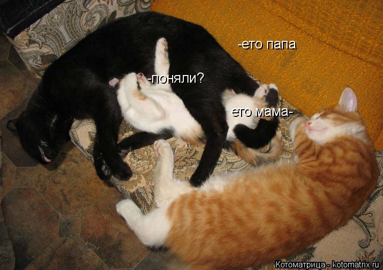 -ето папа ето мама- -поняли?... Котоматрица: -ето папа ето мама- -поняли?