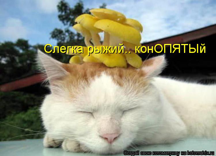 Котоматрица: Слегка рыжий.. конОПЯТЫй