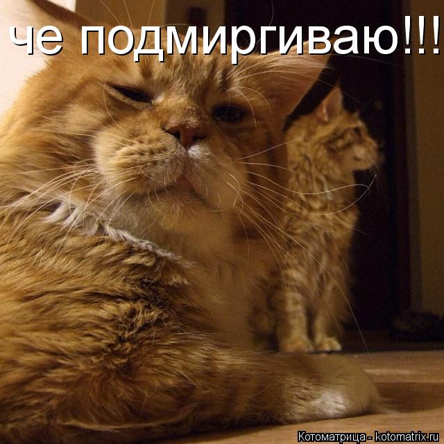 че подмиргиваю!!!!... Котоматрица: че подмиргиваю!!!!