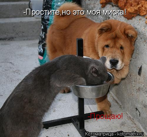 -Простите,но это моя миска! -Прощаю!... Котоматрица: -Простите,но это моя миска! -Прощаю!