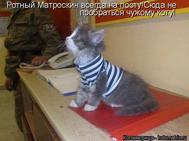 Ротный Матроскин всегда на посту!Сюда не пробраться чужому коту!... Котоматрица: Ротный Матроскин всегда на посту!Сюда не пробраться чужому коту!