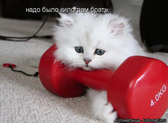 надо было килограм брать...... Котоматрица: надо было килограм брать...