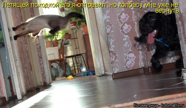 Летящей походкой его я отправил ,но колбасу мне уже не вернуть...... Котоматрица: Летящей походкой его я отправил ,но колбасу мне уже не вернуть...