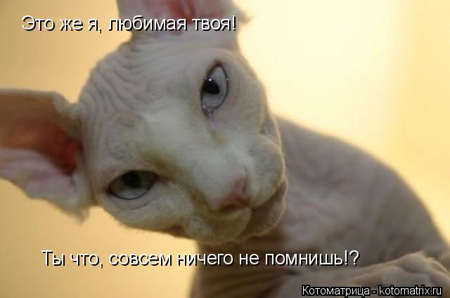 Это же я, любимая твоя! Ты что, совсем ничего не помнишь!?... Котоматрица: Это же я, любимая твоя! Ты что, совсем ничего не помнишь!?