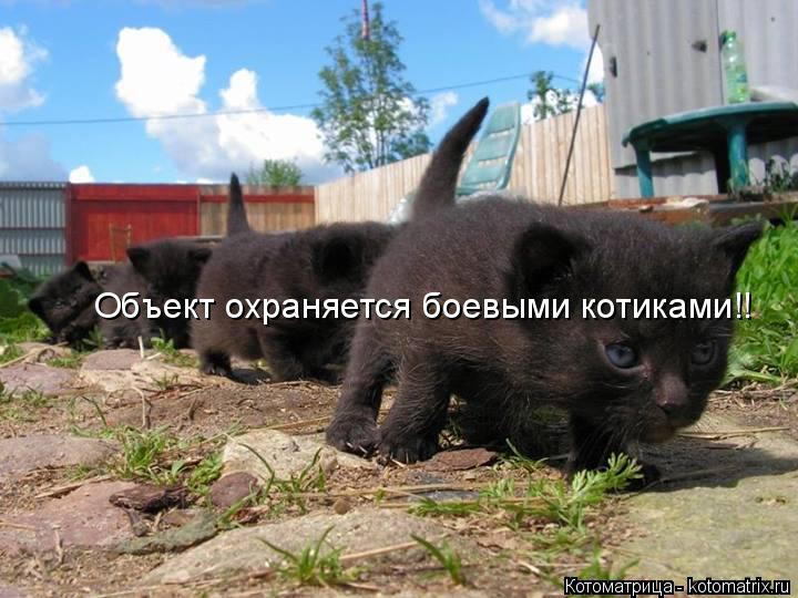 Котоматрица: Объект охраняется боевыми котиками!!