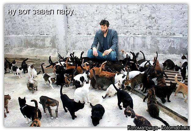 ну вот завел пару..... Котоматрица: ну вот завел пару..