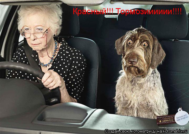 Красный!!! Тормозииииии!!!!... Котоматрица: Красный!!! Тормозииииии!!!!