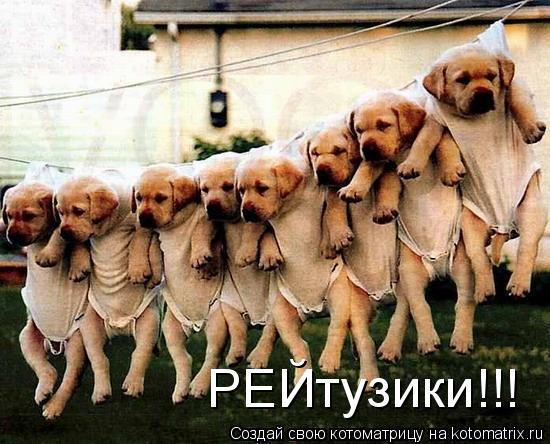Котоматрица: РЕЙтузики!!!