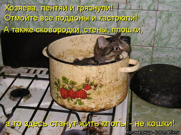 Хозяева, лентяи и грязнули! Отмойте все поддоны и кастрюли! А также сковородки, стены, плошки, а то з... Котоматрица: Хозяева, лентяи и грязнули! Отмойте все поддоны и кастрюли! А также сковородки, стены, плошки, а то здесь станут жить клопы - не кошки!