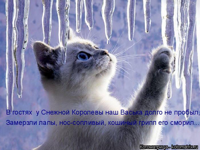 В гостях у Снежной Королевы наш Васька долго не пробыл, Замерзли лапы, нос-сопливый, кошиный грипп е... Котоматрица: В гостях у Снежной Королевы наш Васька долго не пробыл, Замерзли лапы, нос-сопливый, кошиный грипп его сморил...