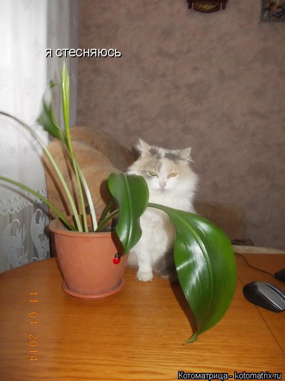 я стесняюсь... Котоматрица: я стесняюсь