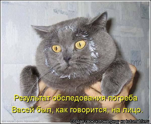 Результат обследования погреба Васей был, как говорится, на лицо.... Котоматрица: Результат обследования погреба Васей был, как говорится, на лицо.