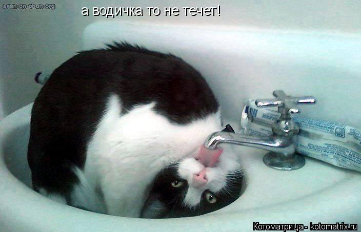 а водичка то не течет!... Котоматрица: а водичка то не течет!