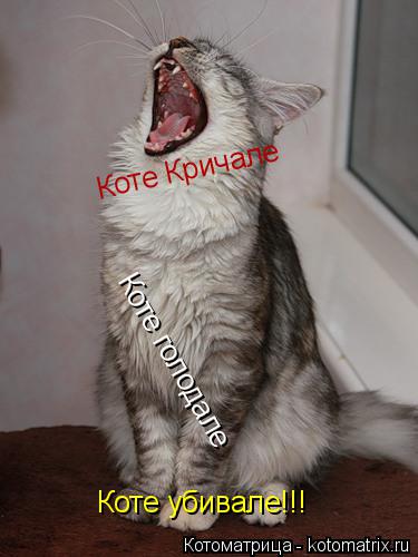 Котоматрица: Коте Кричале Коте голодале Коте убивале!!!