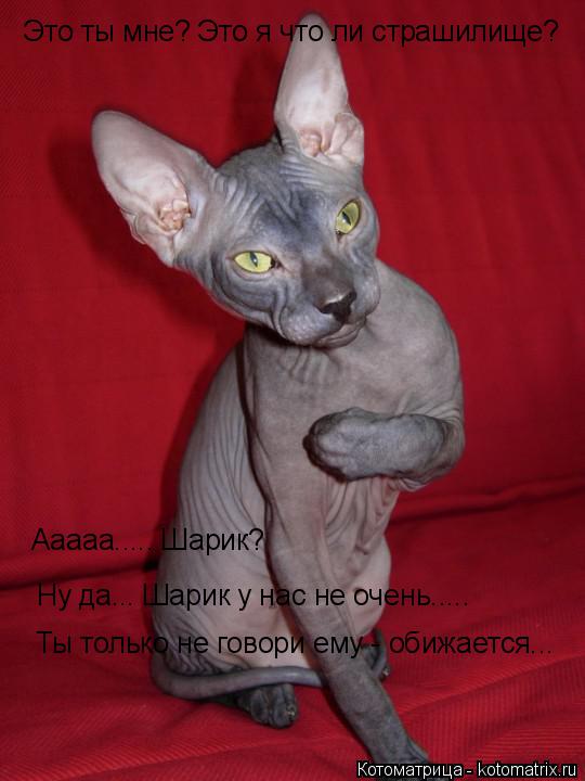 Это ты мне? Это я что ли страшилище? Ааааа..... Шарик? Ну да... Шарик у нас не очень..... Ты только н... Котоматрица: Это ты мне? Это я что ли страшилище? Ааааа..... Шарик? Ну да... Шарик у нас не очень..... Ты только не говори ему - обижается...