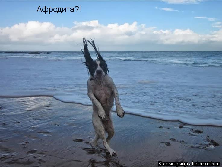 Афродита?!... Котоматрица: Афродита?!