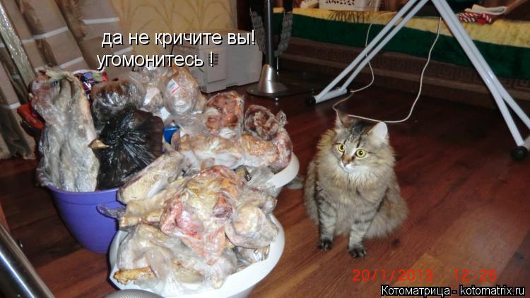 да не кричите вы! угомонитесь !... Котоматрица: да не кричите вы! угомонитесь !