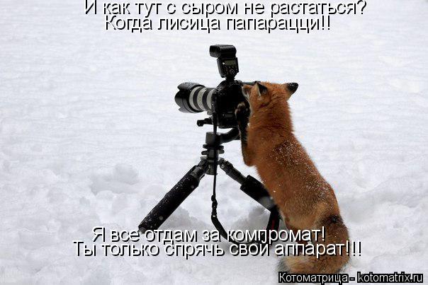 И как тут с сыром не растаться? Когда лисица папарацци!! Я все отдам за компромат! Ты только спрячь с... Котоматрица: И как тут с сыром не растаться? Когда лисица папарацци!! Я все отдам за компромат! Ты только спрячь свой аппарат!!!