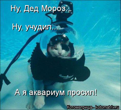 Котоматрица: Ну, Дед Мороз... Ну, учудил... А я аквариум просил!