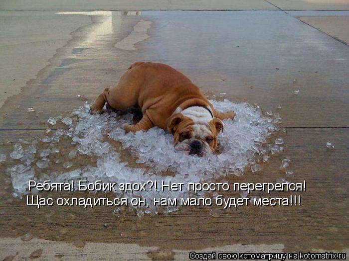 Ребята! Бобик здох?! Нет просто перегрелся! Щас охладиться он, нам мало будет места!!!... Котоматрица: Ребята! Бобик здох?! Нет просто перегрелся! Щас охладиться он, нам мало будет места!!!