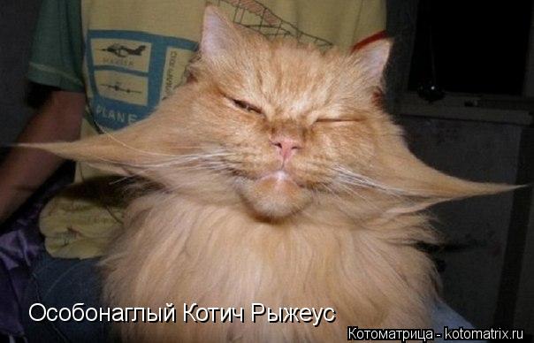 Котоматрица: Особонаглый Котич Рыжеус