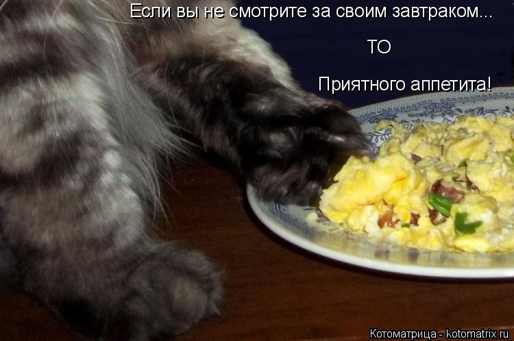 Котоматрица: Приятного аппетита! Если вы не смотрите за своим завтраком... ТО
