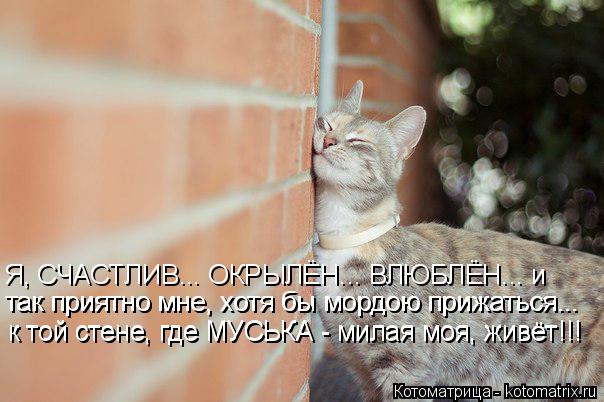 Котоматрица: Я, СЧАСТЛИВ... ОКРЫЛЁН... ВЛЮБЛЁН... и так приятно мне, хотя бы мордою прижаться... так приятно мне, хотя бы мордою прижаться... к той стене, где МУ
