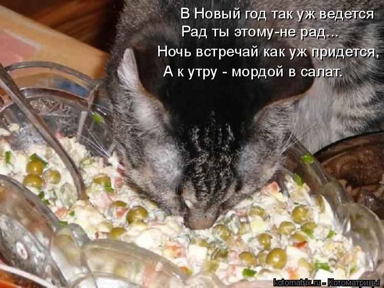Котоматрица: В Новый год так уж ведется Рад ты этому-не рад... Ночь встречай как уж придется, А к утру - мордой в салат.