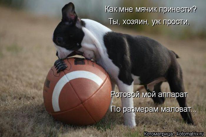 Как мне мячик принести? Ты, хозяин, уж прости, Ротовой мой аппарат По размерам маловат...... Котоматрица: Как мне мячик принести? Ты, хозяин, уж прости, Ротовой мой аппарат По размерам маловат...