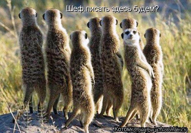 Котоматрица: Шеф,писать здесь будем?