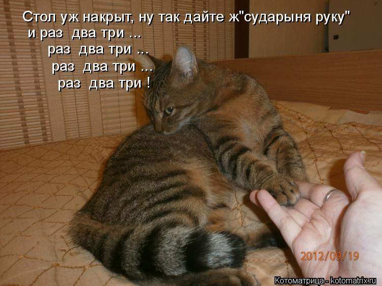 Котоматрица: Стол уж накрыт, ну так дайте ж"сударыня руку" и раз  два три ...  раз  два три ...  раз  два три ...  раз  два три !