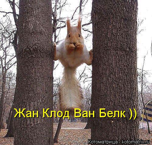 Жан Клод Ван Белк ))... Котоматрица: Жан Клод Ван Белк ))