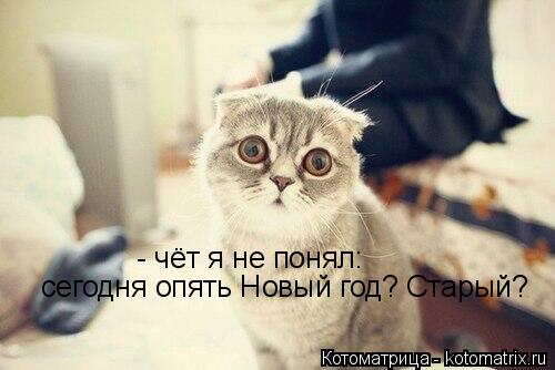 - чёт я не понял: сегодня опять Новый год? Старый?... Котоматрица: - чёт я не понял: сегодня опять Новый год? Старый?