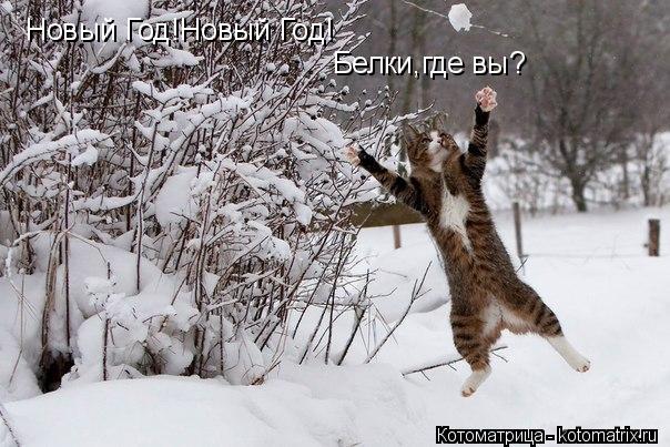 Новый Год!Новый Год! Белки,где вы?... Котоматрица: Новый Год!Новый Год! Белки,где вы?