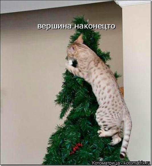 вершина наконецто... Котоматрица: вершина наконецто