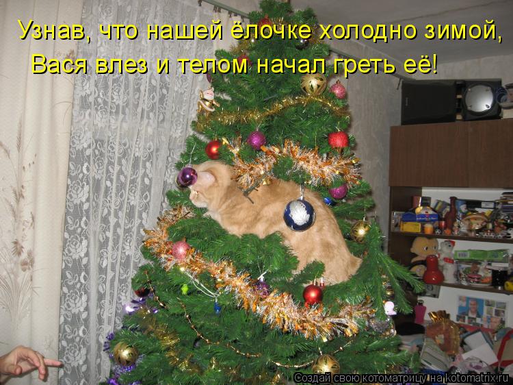 Узнав, что нашей ёлочке холодно зимой, Вася влез и телом начал греть её!... Котоматрица: Узнав, что нашей ёлочке холодно зимой, Вася влез и телом начал греть её!