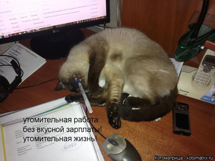 Котоматрица: утомительная работа без вкусной зарплаты! утомительная жизнь!