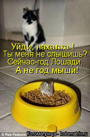 Котоматрица: Уйди, нахалка !  Ты меня не слышишь? Сейчас-год Лошади, А не год мыши!