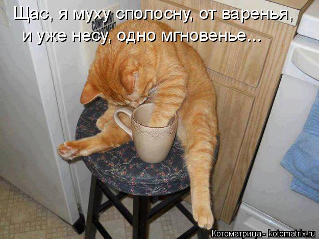 Котоматрица: Щас, я муху сполосну, от варенья, и уже несу, одно мгновенье...
