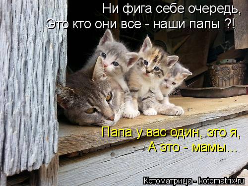 Котоматрица: Ни фига себе очередь, Это кто они все - наши папы ?! Папа у вас один, это я, А это - мамы...