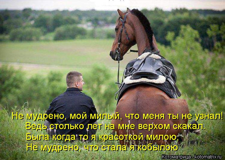 Котоматрица: Ведь столько лет на мне верхом скакал. Была когда то я красоткой милою, Не мудрено, что стала я кобылою Не мудрено, мой милый, что меня ты не у