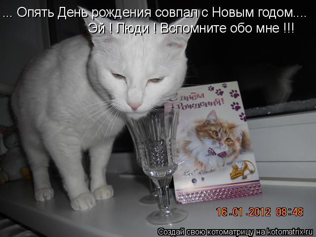 Котоматрица: ... Опять День рождения совпал с Новым годом.... Эй ! Люди ! Вспомните обо мне !!!