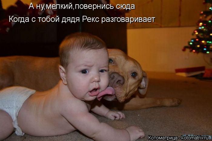 Котоматрица: А ну,мелкий,повернись сюда Когда с тобой дядя Рекс разговаривает