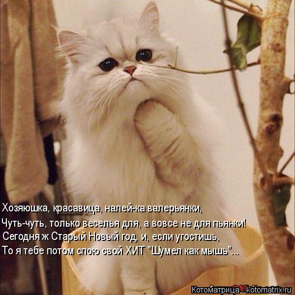 Котоматрица: Хозяюшка, красавица, налей-ка валерьянки, Чуть-чуть, только веселья для, а вовсе не для пьянки!  Сегодня ж Старый Новый год, и, если угостишь, Т