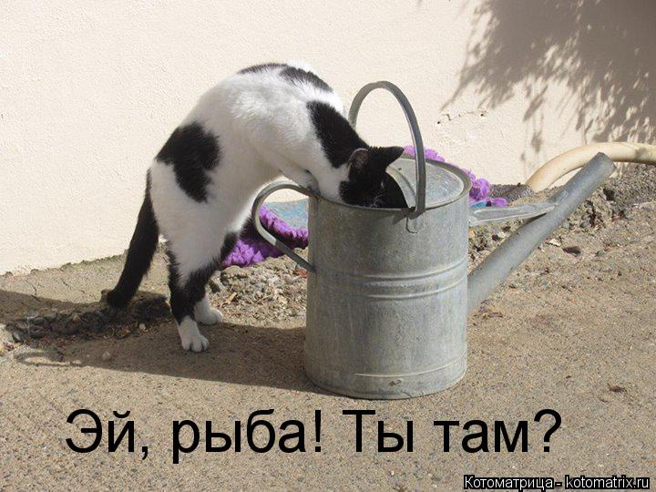 Котоматрица: Эй, рыба! Ты там?