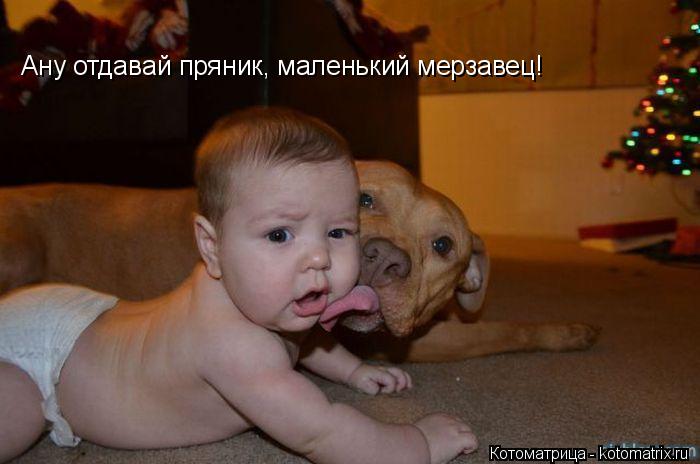 Ану отдавай пряник, маленький мерзавец!... Котоматрица: Ану отдавай пряник, маленький мерзавец!