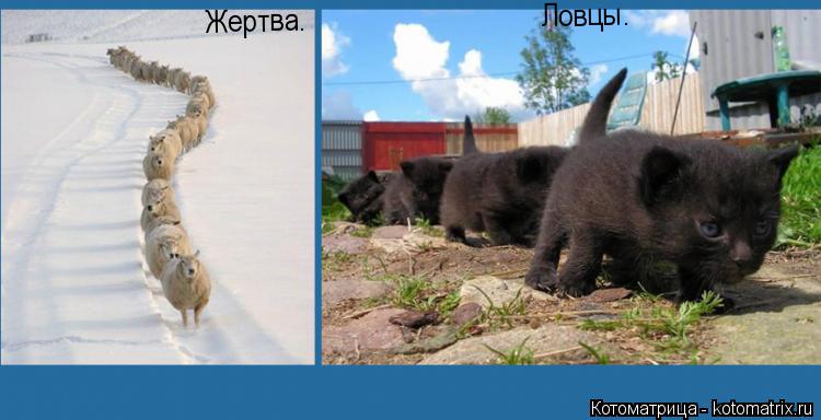 Жертва. Ловцы.... Котоматрица: Жертва. Ловцы.